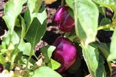 Purple peppers ripe and ready to pick,